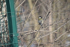 Parus major