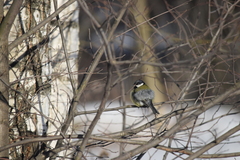Parus major