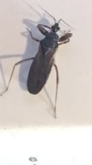 Reduvius personatus