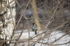 Parus major