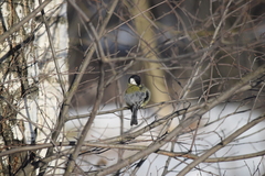Parus major