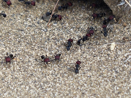 Pogonomyrmex carbonarius