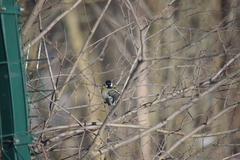 Parus major