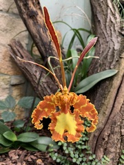 Psychopsis