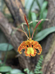 Psychopsis