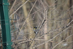 Parus major