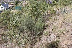 Justicia spartioides