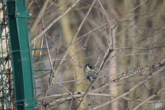 Parus major