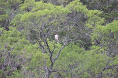 Buteo jamaicensis fuertesi