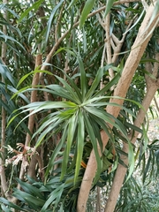 Dracaena angustifolia