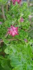 Fumaria densiflora