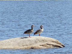 Alopochen aegyptiaca