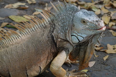 Iguana iguana