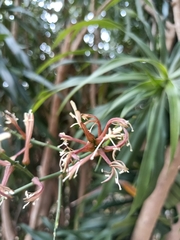 Dracaena angustifolia