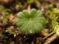 Geranium molle
