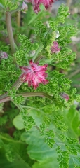 Fumaria densiflora