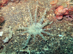 Actinostephanus haeckeli