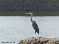 Ardea cinerea