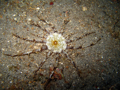 Actinostephanus haeckeli