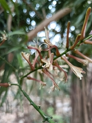 Dracaena angustifolia