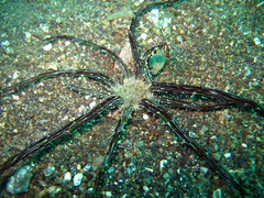 Actinostephanus haeckeli