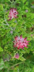 Fumaria densiflora