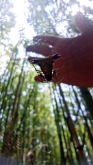 Micrathena furva