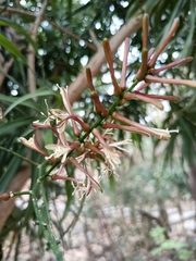 Dracaena angustifolia