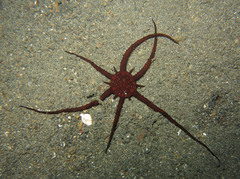 Actinostephanus haeckeli