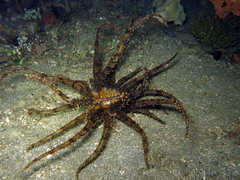 Actinostephanus haeckeli
