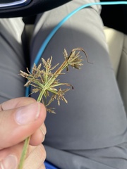 Cyperus sphacelatus