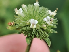 Hyptis capitata