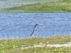 Ardea cinerea