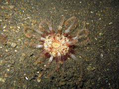 Actinostephanus