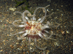 Actinostephanus