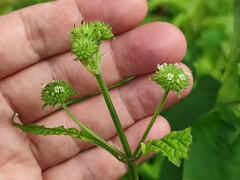 Hyptis capitata