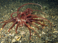 Actinostephanus
