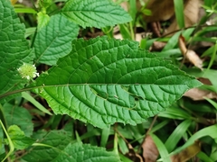 Hyptis capitata