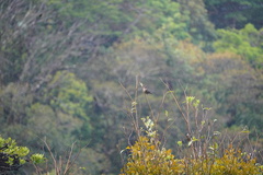 Turdus plebejus