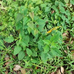 Hyptis capitata