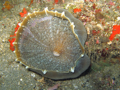 Amplexidiscus fenestrafer