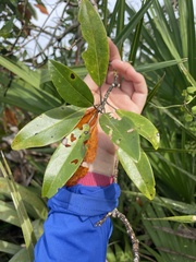 Gordonia lasianthus