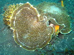 Amplexidiscus fenestrafer