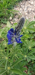Lupinus pilosus