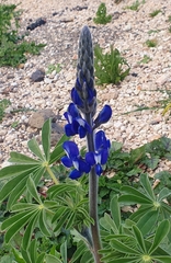 Lupinus pilosus