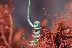 Chaetomorpha spiralis