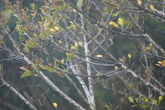 Turdus plebejus