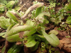 Myosotis ramosissima
