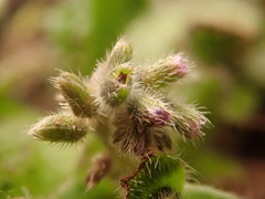 Myosotis ramosissima
