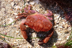 Cycloxanthops novemdentatus